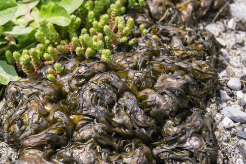 Algen im Rasen und auf Wegen – Stock-Foto | Adobe Stock