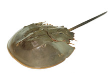 Horseshoe Crab Or Limulus Polyphemus In The Upper Surface Shot From Top View Isolated On White Background. Horseshoe Crab's Blue Blood Is Vital Resource For Medical Purposes So It's Very Expensive.
