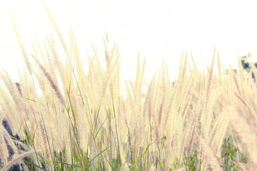 Naklejka na meble maedow flower field, abstract maedow background soft focus
