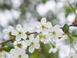 Blossom of cherry tree with bokeh background close-up, selective focus, shallow DOF