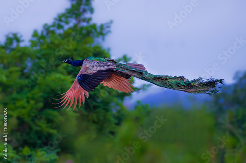 Fotografie, Obraz Male Indian peafowl, Blue peafowl(Pavo cristatus) in real nature