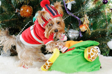 Cute Yorkshire Terrier in front of Christmas tree