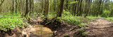 Fototapeta  - 
Panoramic image of forest stream