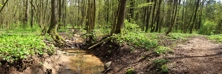  
Panoramic image of forest stream