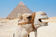 camel smiles on the background of the Egyptian pyramid of Cheops