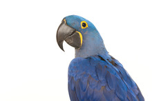 Hyacinth Macaw Portrait
