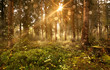 canvas print picture - Sonne scheint in nebligen Wald