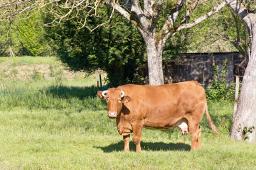 Wall Mural - vache en pâture 