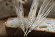 Close up of an ear of wheat and fresh bread in the background. Good and fragrant