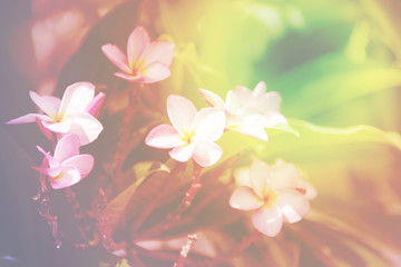 Wall Mural - Abstract background overlaid with light of plumeria.
