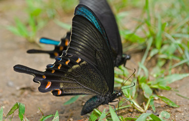 Wall Mural - Butterfly (Papilio maackii) 4