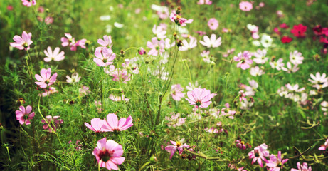 Wall Mural - Cosmos flower fields, vintage toned image background.