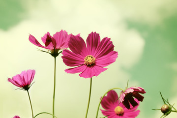 Wall Mural - Pink cosmos vintage flowers fields background.