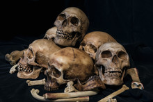Pile Of Skulls And Animal Bones On Black Fabric Background. Genocides Concept Still Life Style.