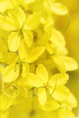 Wall Mural - Soft focus flowers background. Yellow flowers. Golden shower, Ca