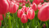 Fototapeta Tulipany - Beautiful blossoming tulips. Light pink tulip blooming in garden is very beautiful garden arrangement
