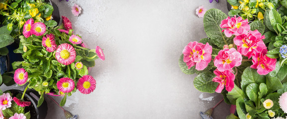 Pink  flowers in pots for garden decoration on stone background, top view, banner