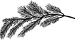 pine tree one black branch isolated illustration