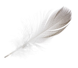 striped seagull straight feather isolated on white