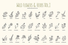 Wild Flowers And Herbs Hand Drawn Set. Volume 1. Botany. Vintage Flowers. Vintage Vector Illustration.