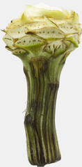 Sticker - artichoke stem