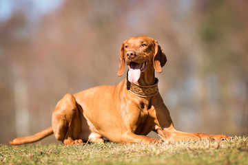 Wall Mural - Vizsla dog outdoors in nature