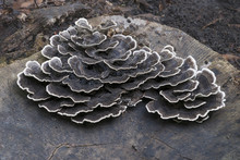 Turkey Tail Fungus (Trametes Versicolor). Another Scientific Name For This Mushroom Is Coriolus Versicolor