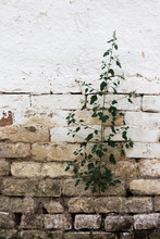 Plant Growing Out Of The Wall From Bricks