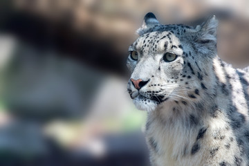 Sticker - snow leopard close up portrait