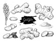 Vector hand drawn Ginger set. Root, ginger pieces and flower.