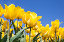 Dutch Field With Yellow Tulips And A Blue Sky