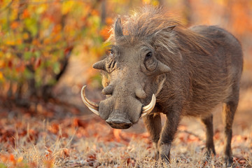 warthog (phacochoerus africanus) in natural habitat, kruger national park, south africa.