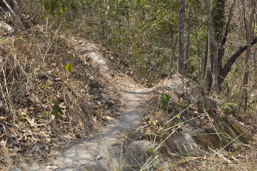 trail on hill in forest for hiking or trekking