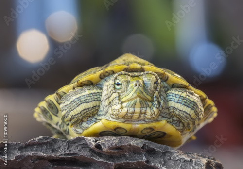 Fototapeta na szkło Żółw na skale / Mały żółw na skale na szarym tle z bokeh
