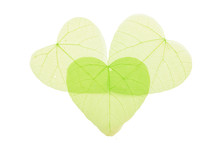 Three Green Heart Shaped Skeleton Leaves On White