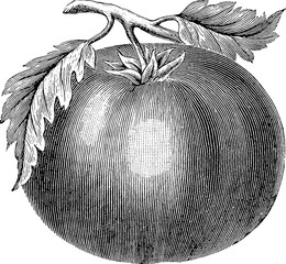 Vintage drawing tomato