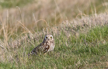 Wall Mural - Short Eared Owl