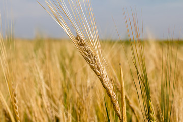 Ears of rye