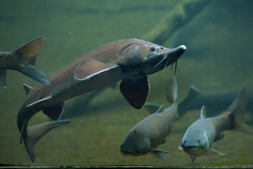 Siberian sturgeon (Acipenser baerii).