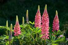 Purple And Pink Lupin Bunch In A Garden
