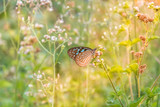 Blue butterfly with sunlight morning