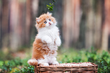 playful fluffy kitten in the forest