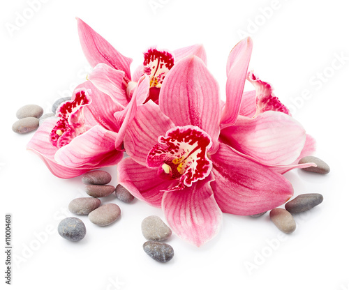 Orchid flowers and stones
