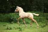 Fototapeta  - Amazing foal moving alone on pasturage
