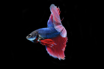 Wall Mural - Betta fish (half moon) or Siamese fighting fish on black backgro