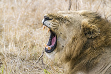Lion In Kruger National Park