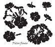 Set of flowers phlox with leafs. Black silhouette on white background