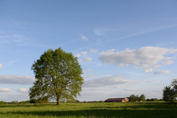 Wall Mural - Eiche im Frühling