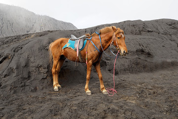 Horse on mountain