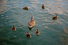 A Mama Duck Swims In The Midst Of Her Babies.